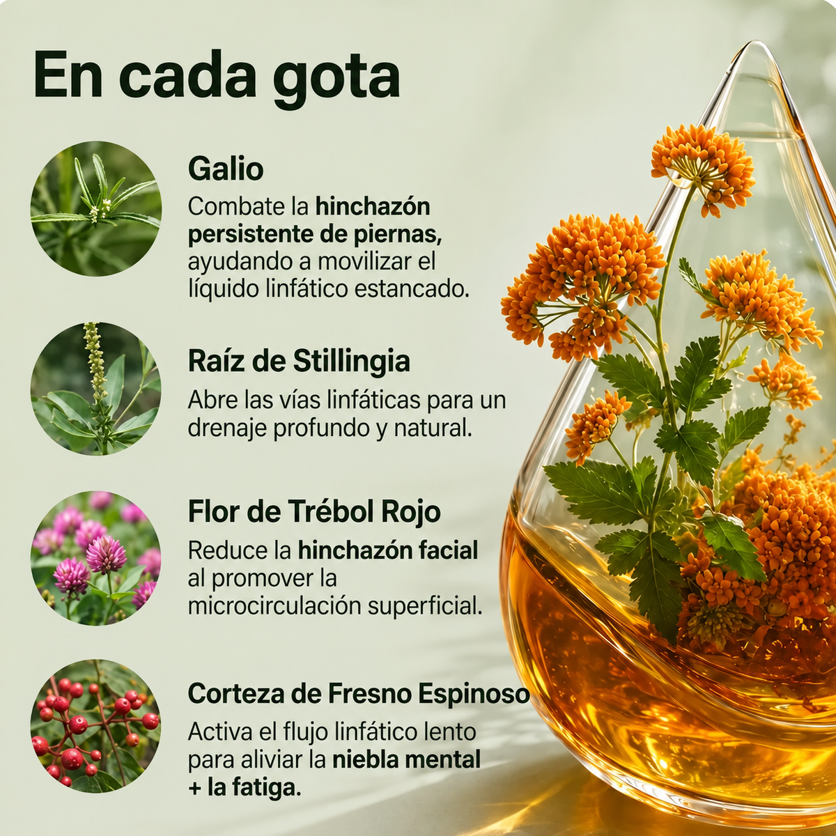 Drenaje Linfático Dunna - Gotas Naturales
